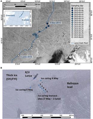 Algal Colonization of Young Arctic Sea Ice in Spring